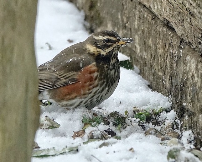redwing